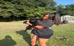 German Shepherd dogs for sale: READY NOW - Image 3
