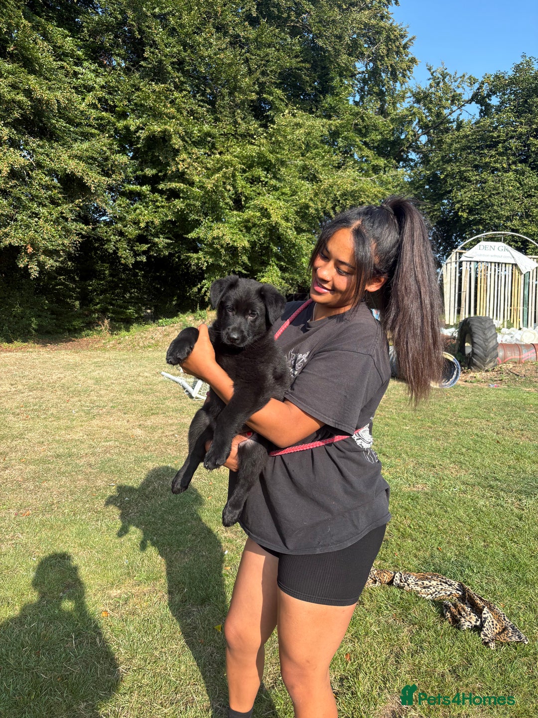 German Shepherd dogs for sale: READY NOW - Image 3