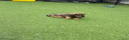 Dachshund dogs for sale: Dachshund  - Advert 9
