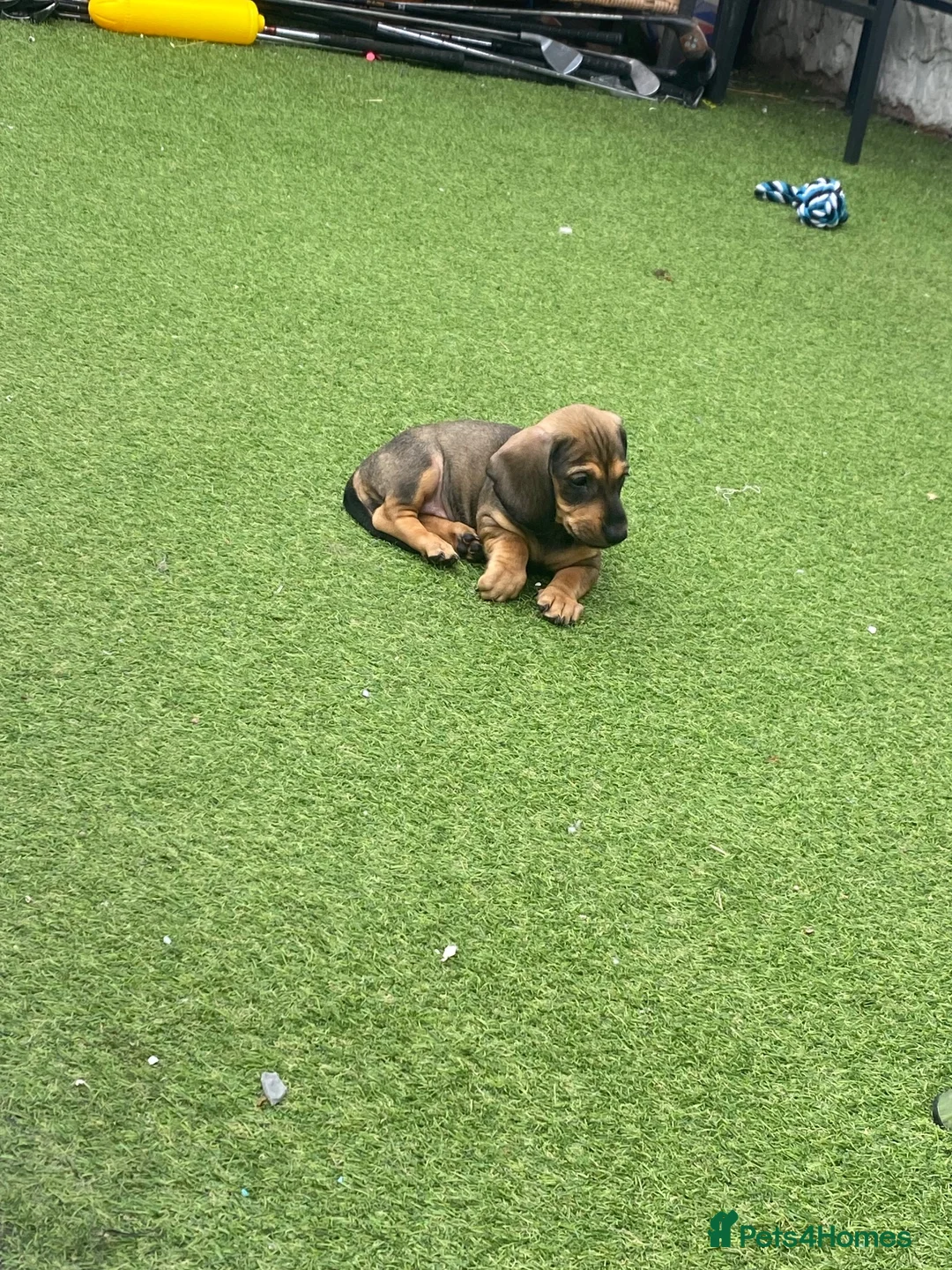 Dachshund dogs for sale: Dachshund  - Advert 9