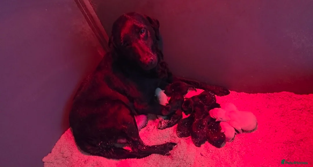 Labrador Retriever dogs for sale: Labrador puppies  - Advert 2