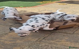 Dalmatian dogs for sale: 3 males available - Image 6