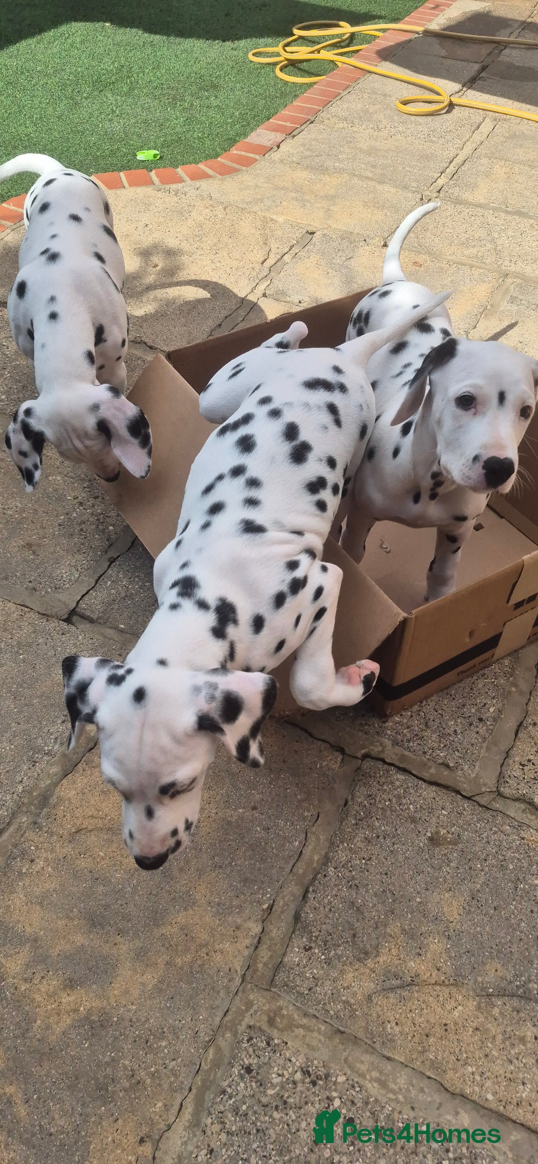 Dalmatian dogs for sale: 3 males available - Image 6