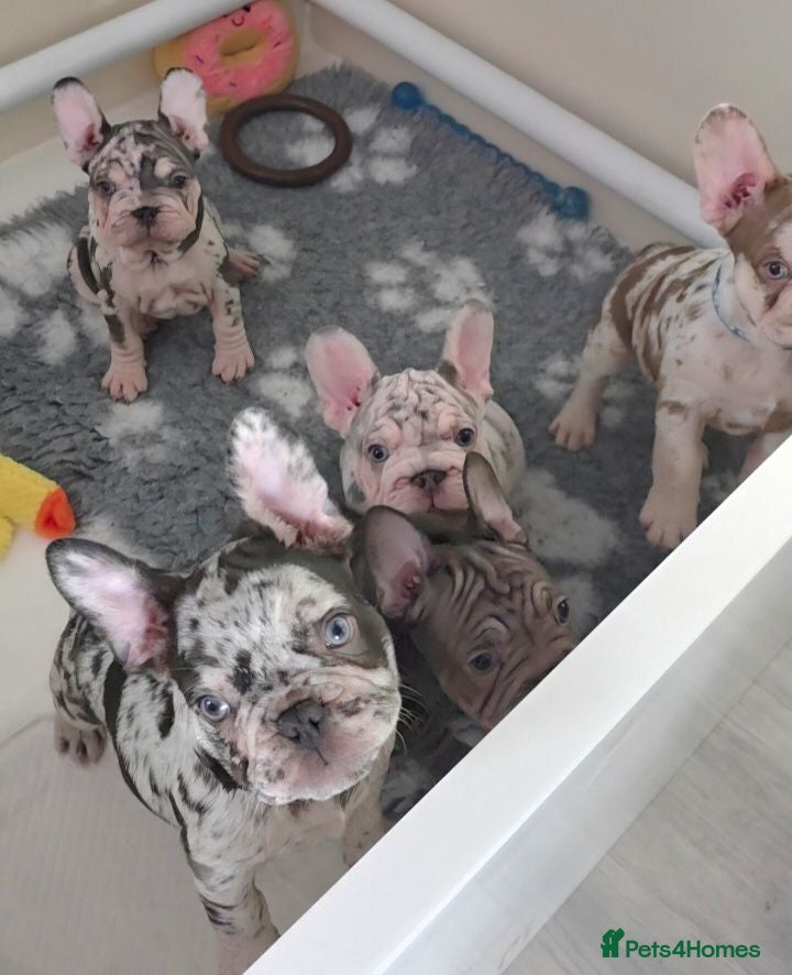 French Bulldog dogs 4 French Bulldog Pups left ready to leave  - Advert 2
