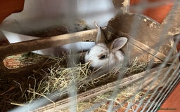 Rex rabbits for sale: Friendly velvety rex rabbits for sale - Image 15