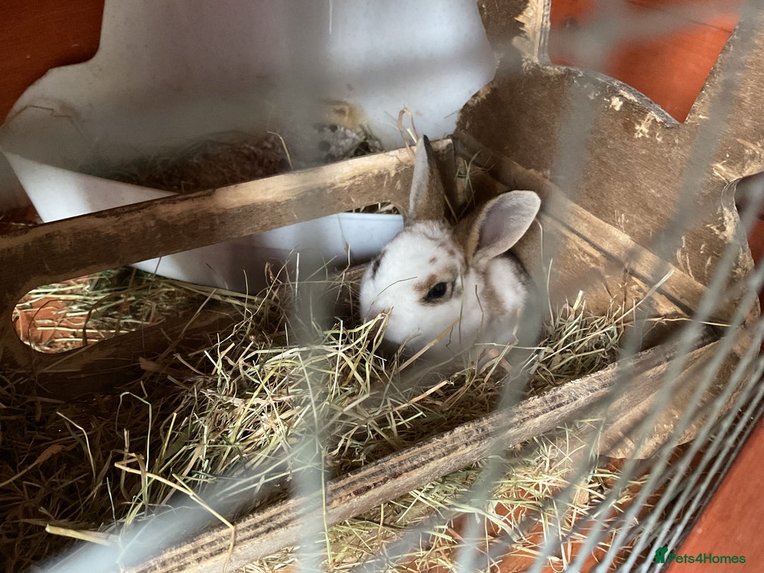 Rex rabbits for sale: Friendly velvety rex rabbits for sale - Image 15
