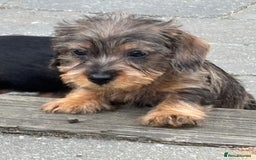 Miniature Dachshund dogs for sale: Wire Haired KC Miniature Dachshund  - Image 3