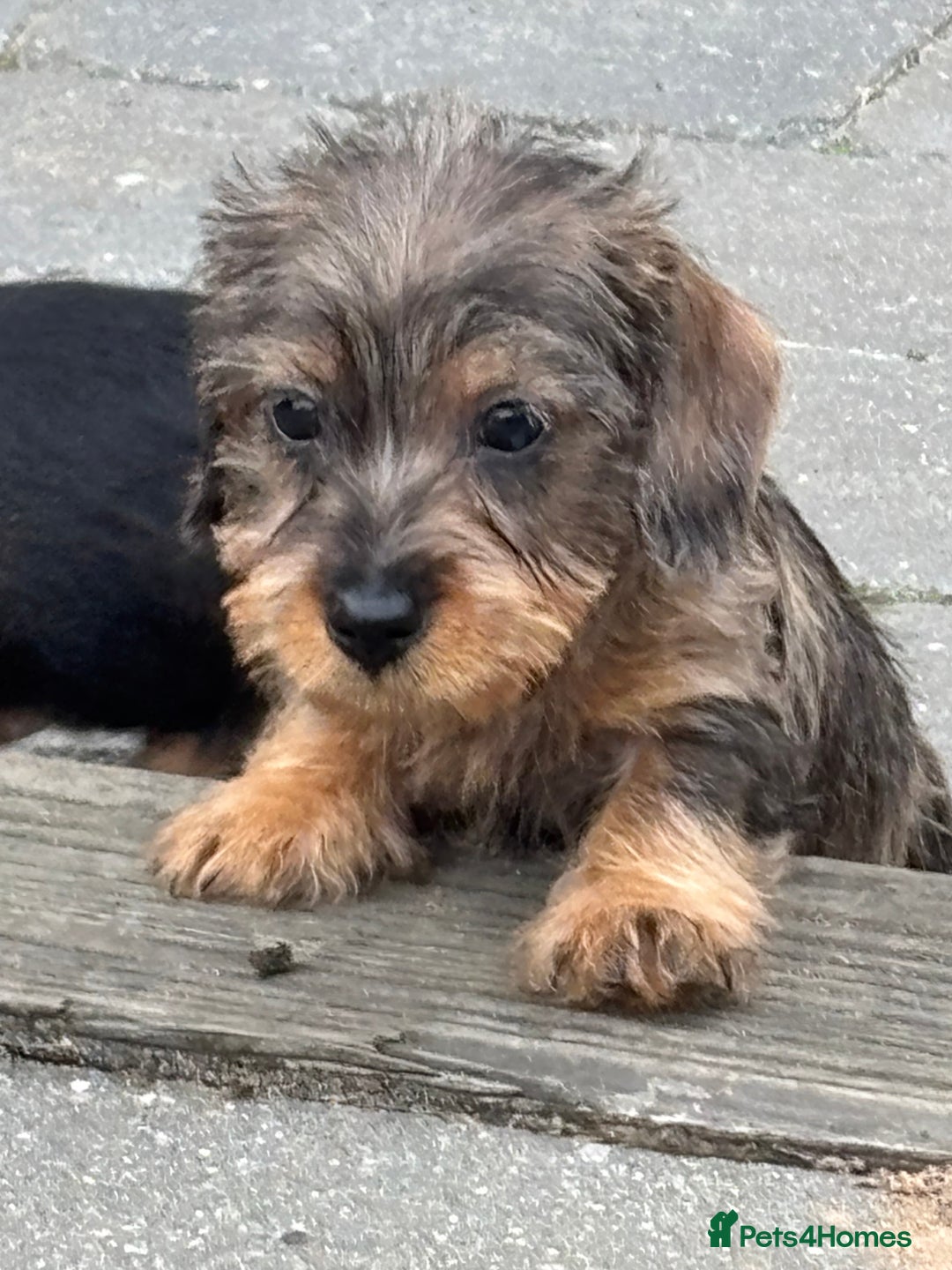 Miniature Dachshund dogs for sale: Wire Haired KC Miniature Dachshund  - Image 3