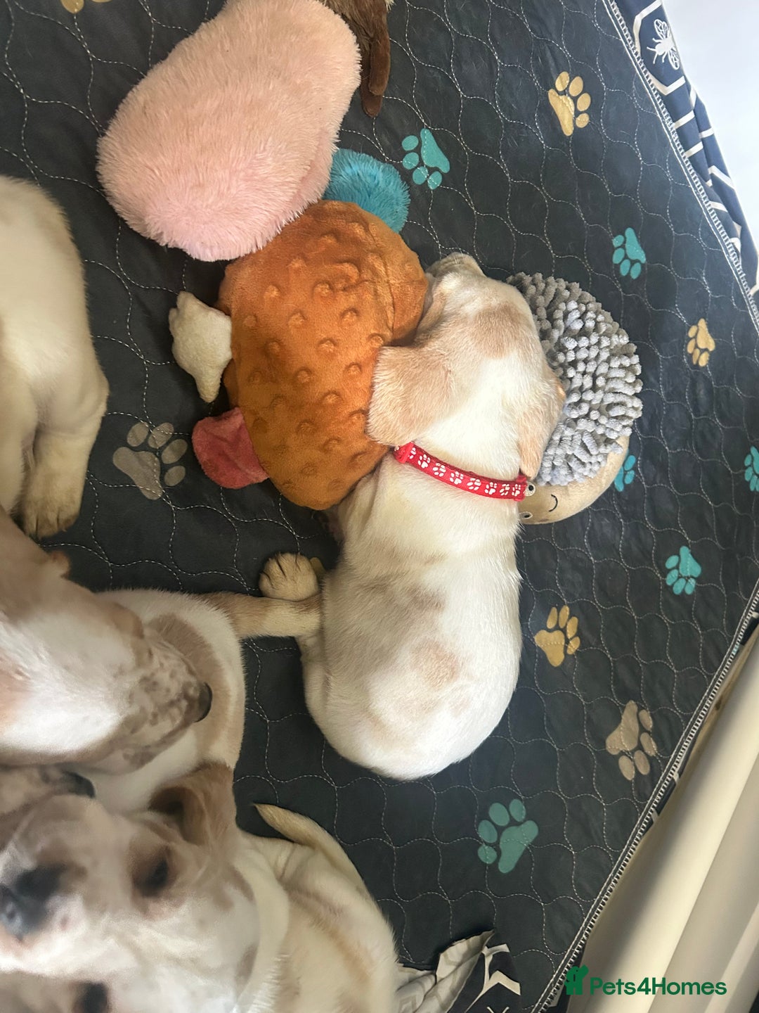 Basset Hound dogs for sale: Lemon and white basset pups - Image 2