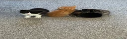 British Longhair cats for sale: Maine coon  mother -  5 half Maine coon kittens  - Advert 8