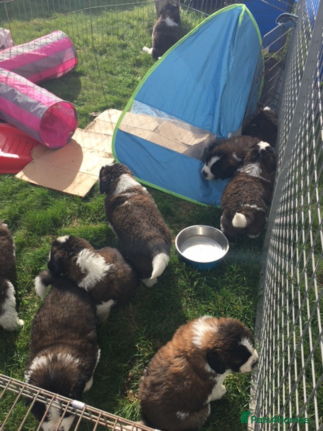 Saint Bernard dogs for sale: KC Reg Pups To Approved Homes. Health-tested line. - Advert 15