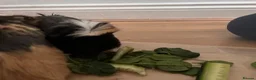 Guinea Pig rodents for sale: 2 Female Guinea Pigs looking for a good home  - Advert 6