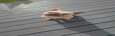 French Bulldog 1