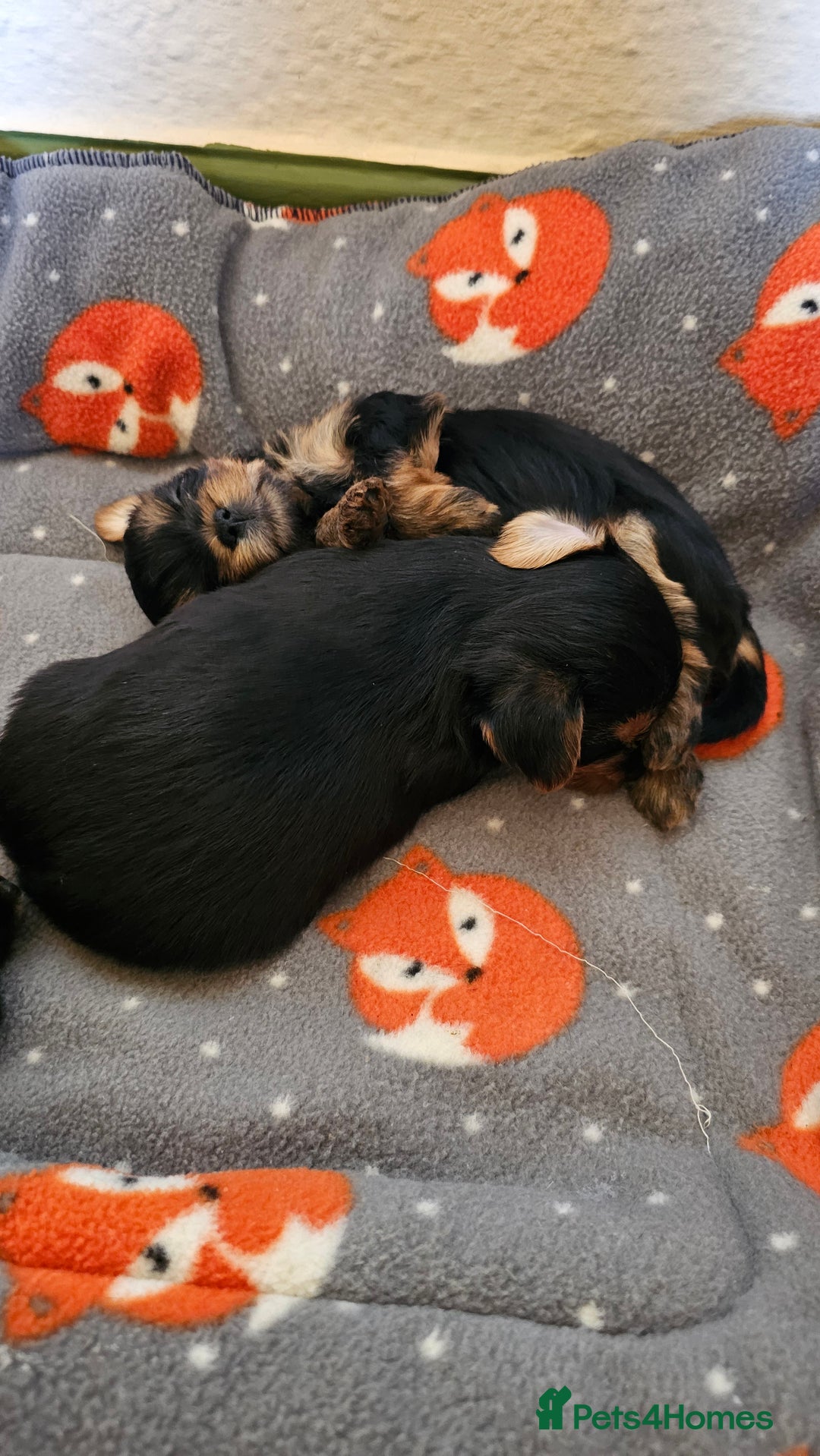 Yorkshire Terrier dogs for sale: 1 Male , Miniature Yorkshire  in Manchester - Image 17