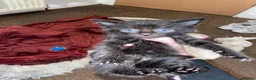 Mixed Breed cats for sale: Kittens for sale in Falkirk - Advert 11