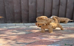 Cavapoo dogs for sale: F1B cavapoo puppies - Image 6