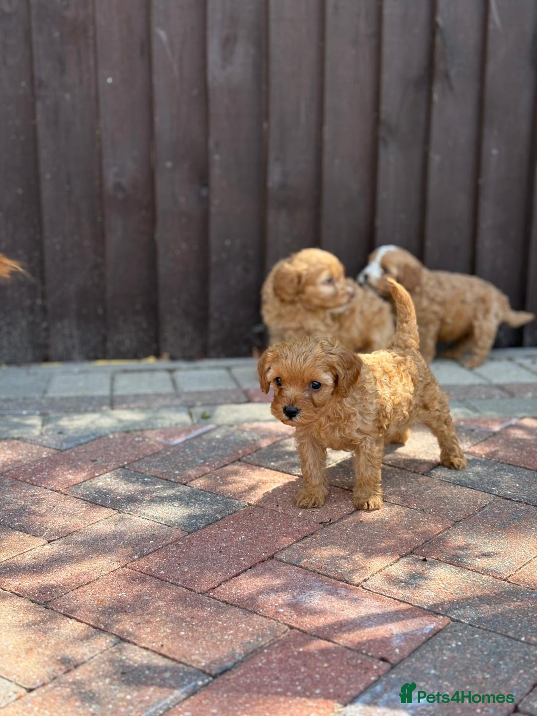 Cavapoo dogs for sale: F1B cavapoo puppies - Image 6