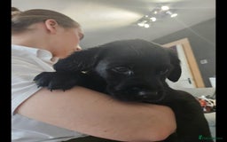 Labrador Retriever dogs for sale: Labrador Puppies Looking for their new homes - Image 4