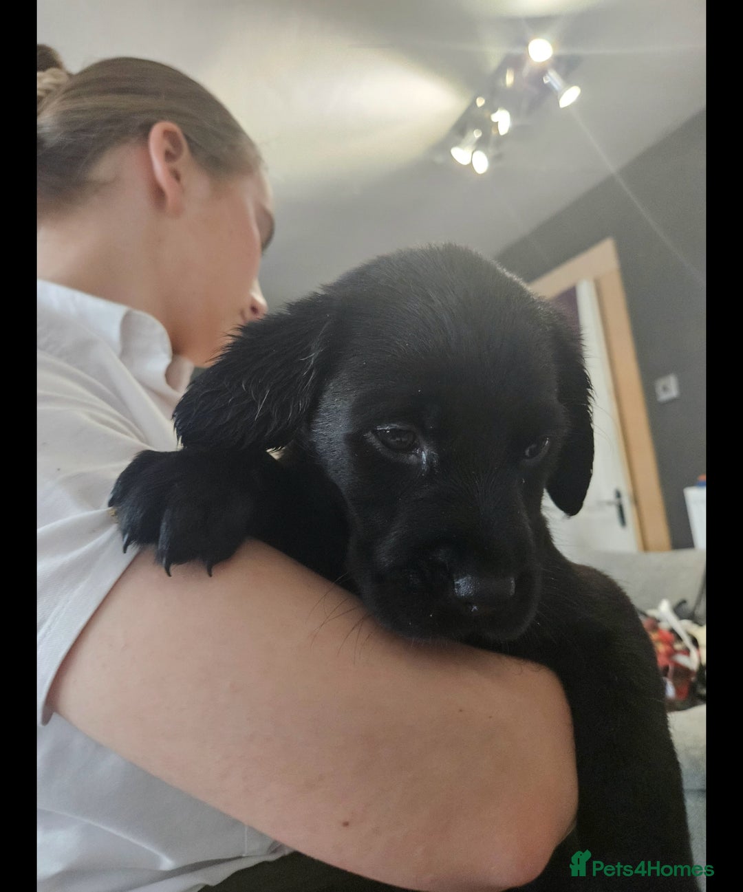 Labrador Retriever dogs for sale: Labrador Puppies Looking for their new homes - Image 4