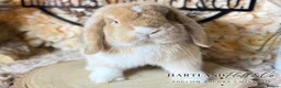 Mini Lop rabbits for sale: MINI LOPS | PEDIGREE  - Advert 20