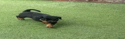 Rottweiler dogs for sale: ⭐️4 Rottweiler Boys For Sale ⭐️ - Advert 8