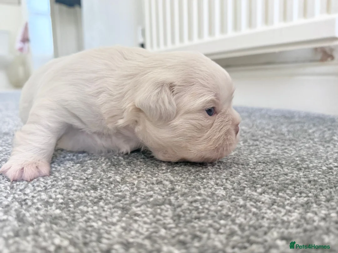 French Bulldog dogs for sale: EPIC KC FRENCH BULLDOG PUPPIES!! in Tredegar - Advert 2