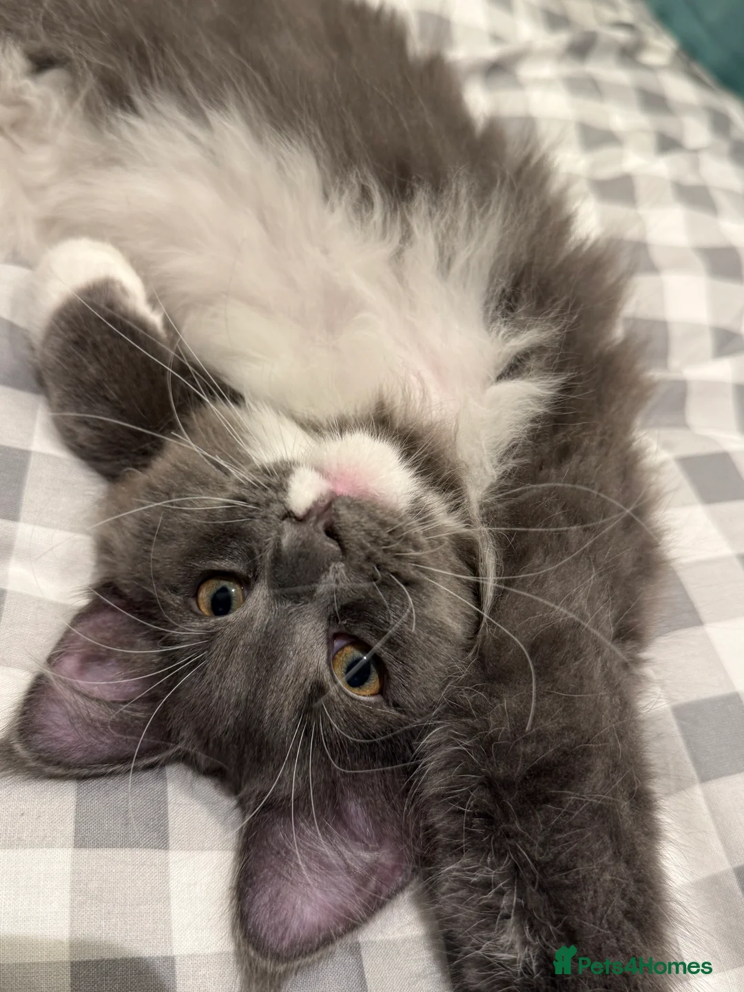 Maine Coon cats for sale: Beautiful GCCF registered Maine coon Kittens  - Advert 27