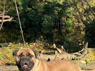 Bullmastiff dogs in Ilford - Advert 1