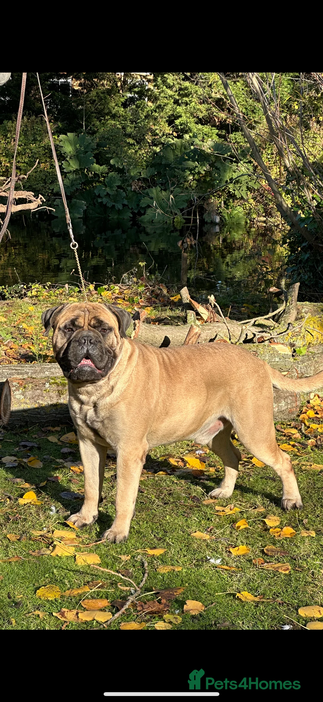 Bullmastiff dogs for stud: bullmastiff at stud in Ilford - Advert 1