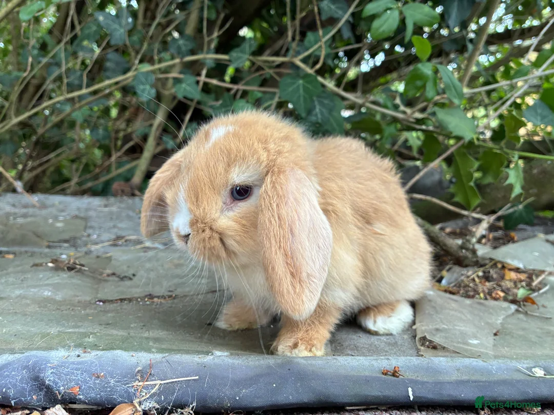 Lionhead rabbits for sale: 1 fluffy lionhead babies and 3 minilop babies  - Advert 2
