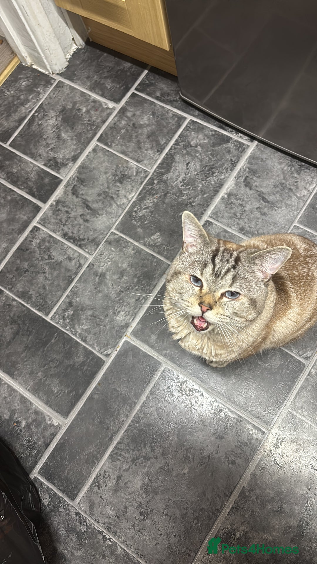 Mixed Breed cats for sale: Snowy needs Rehoming  - Advert 7