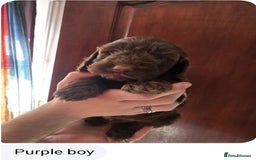 Cockapoo dogs for sale: Stunning F1 Cocokapoos - Image 4