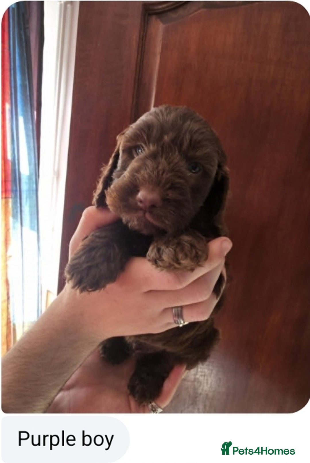 Cockapoo dogs for sale: Stunning F1 Cocokapoos - Image 4