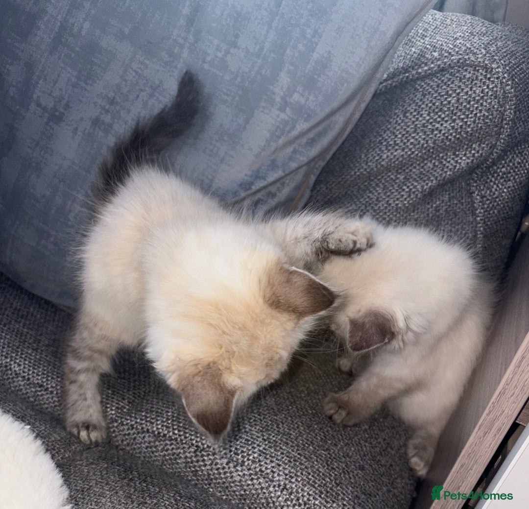 Ragdoll cats for sale: Ragdoll X bengals  - Image 13