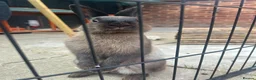 Netherland Dwarf rabbits for sale: Netherland dwarf Male 5 months old  - Advert 5