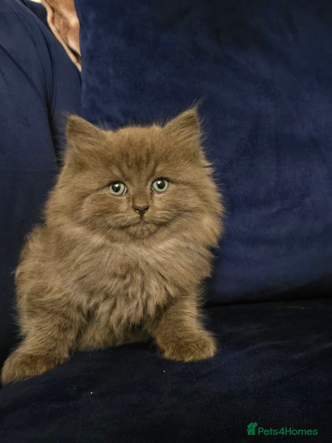 Siberian cats for sale: Beautiful fluffy Siberian kittens - Advert 7