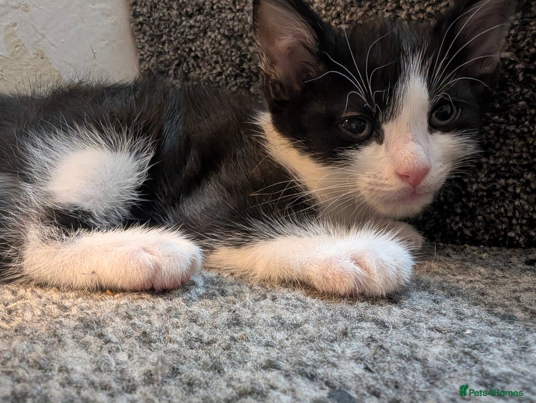 Mixed Breed cats for sale: Ready now - Image 7