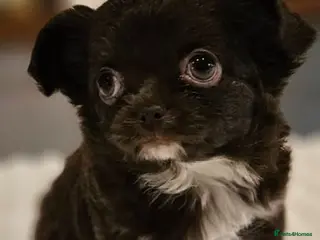 Chihuahua dogs KC longcoat Chihuahuas from Thai lines - Advert 1