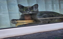 Russian Blue cats for sale: 2 beautiful grey cats - Image 2