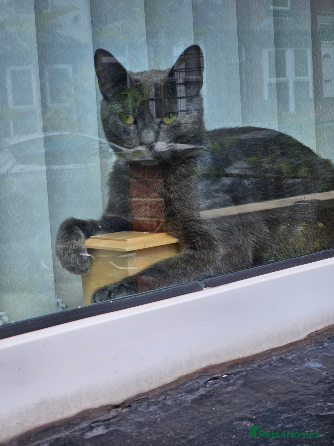 Russian Blue cats for sale: 2 beautiful grey cats - Image 2