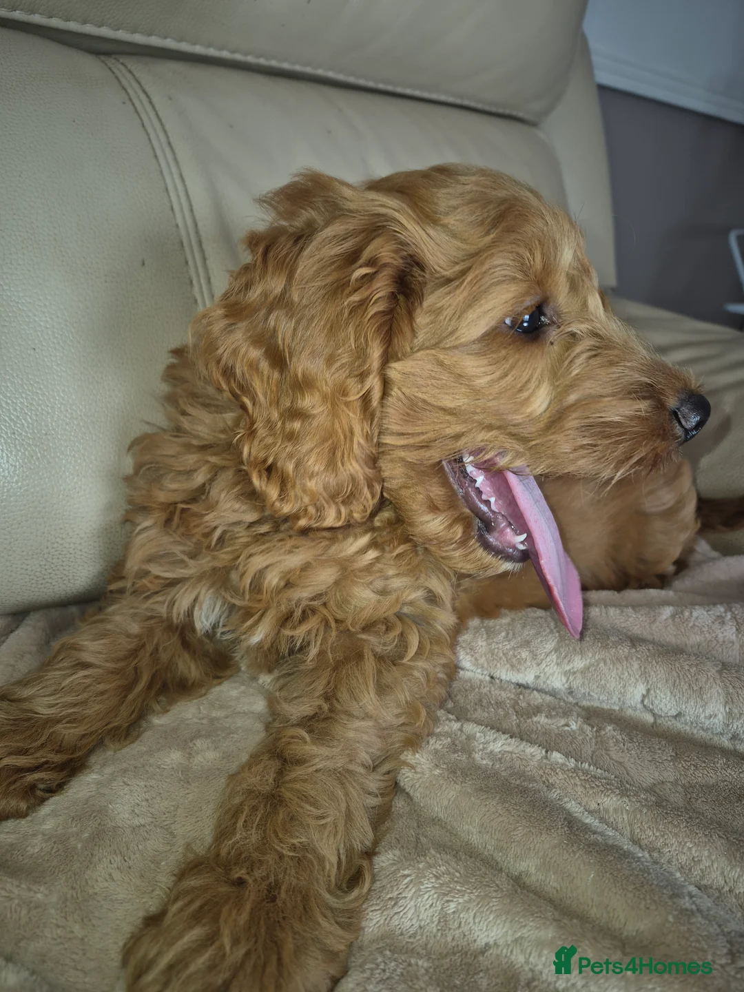 Cockapoo dogs for sale: F1 Cockapoo puppys - Advert 3