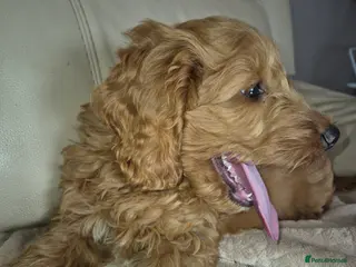 Cockapoo dogs F1 Cockapoo puppys - Advert 5