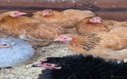Chickens poultry for sale: Pekin Bantam Pullets POL  - Advert 2