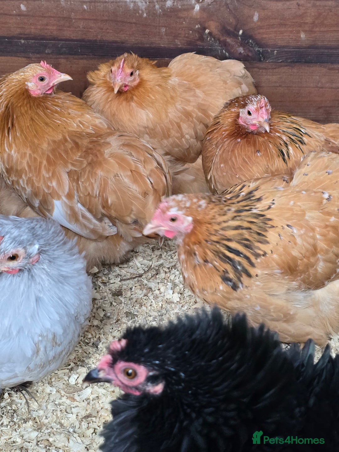 Chickens poultry for sale: Pekin Bantam Pullets POL  - Advert 2