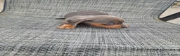 Dachshund dogs for sale: Dachshund puppies 8wks - Advert 4
