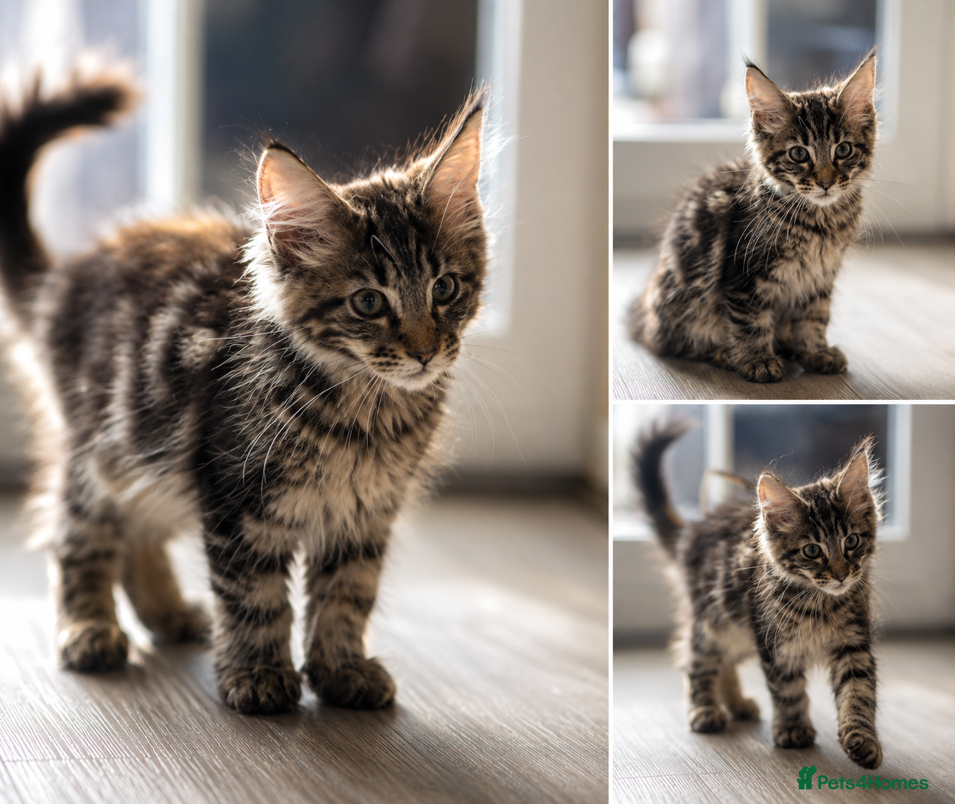 Maine Coon cats GCCF Maine Coone kittens, tested, vacc, vet check - Advert 1