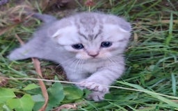 Scottish Fold cats for sale: 🆘🆘READY!🆘🆘Scottish shorthair  - Image 6
