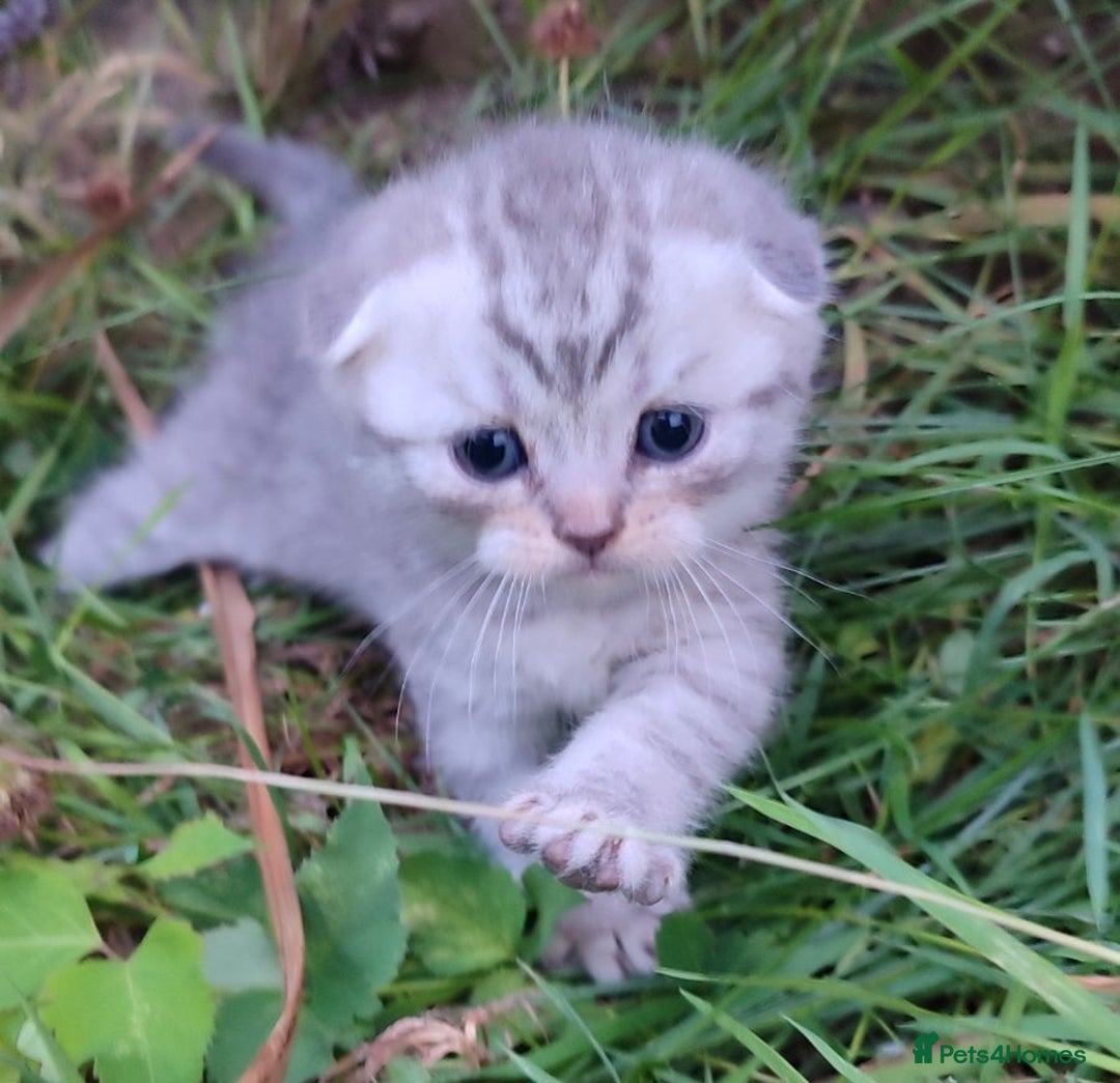 Scottish Fold cats for sale: 🆘🆘READY!🆘🆘Scottish shorthair  - Image 6