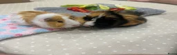 Guinea Pig rodents for sale: Two gorgeous male guinea pigs - Advert 6