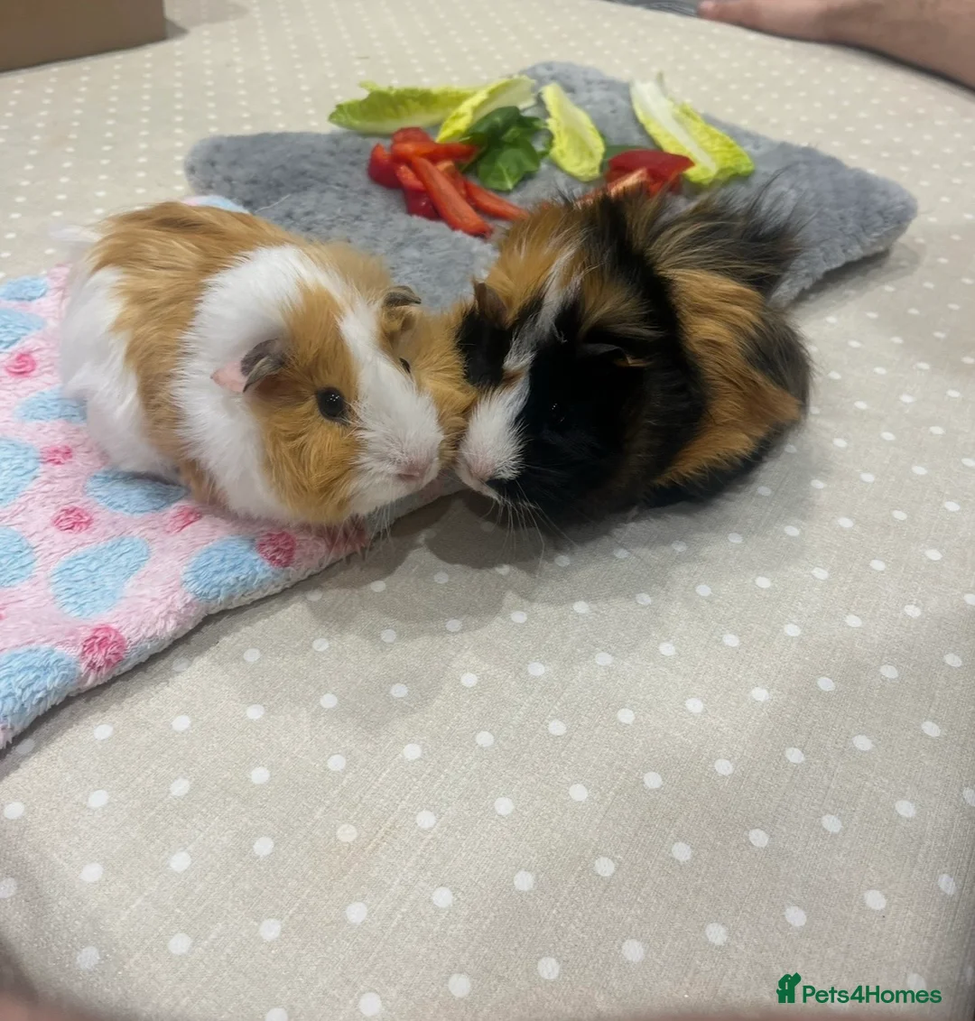 Guinea Pig rodents for sale: Two gorgeous male guinea pigs - Advert 6